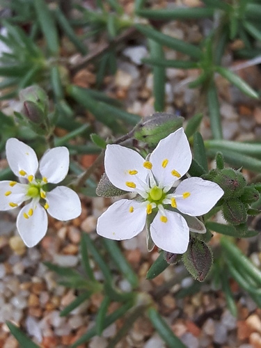 Spergularia macrorrhiza