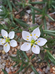 Spergularia macrorrhiza