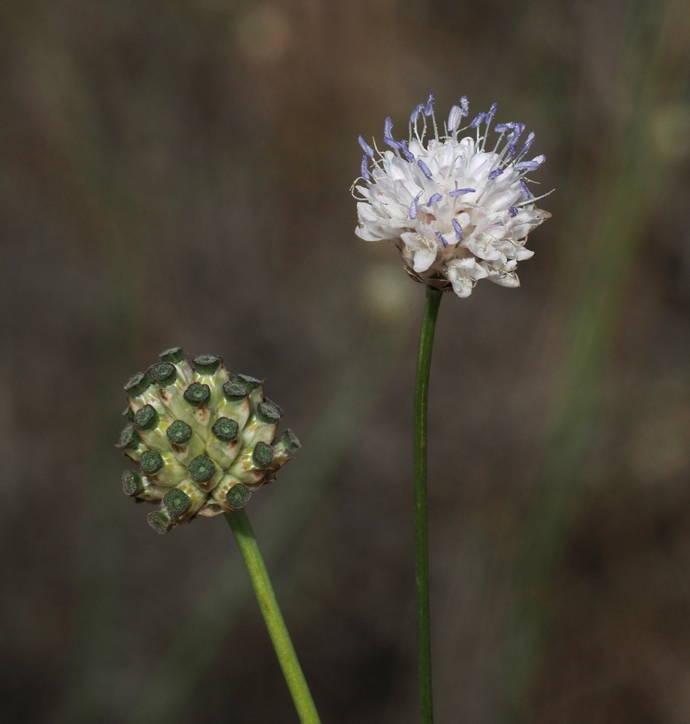 Jaffa Scabious