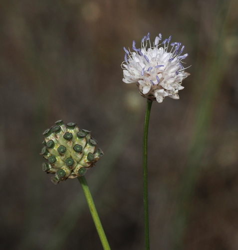 Cephalaria joppensis
