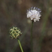 Cephalaria joppensis - Photo (c) Ron Frumkin, alguns direitos reservados (CC BY-NC), uploaded by Ron Frumkin