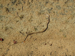 Psammophis subtaeniatus