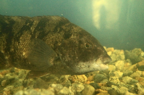 Tautog