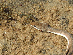 Psammophis subtaeniatus