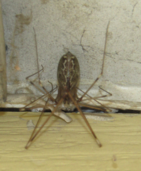 Holocnemus pluchei