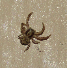 Araneae
