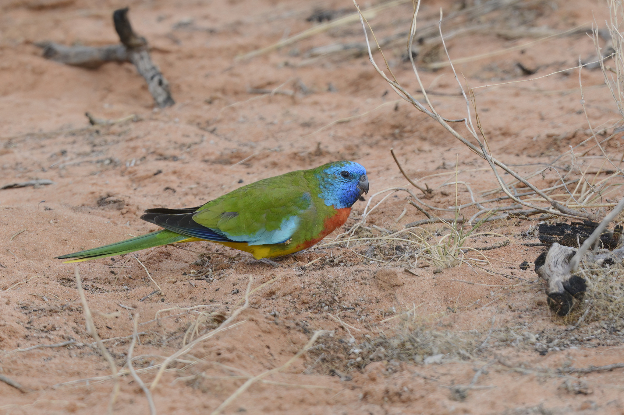 Scarlet-chested Parrot (Neophema splendida), photo 2