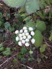 Angelica hendersonii