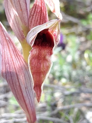 Serapias nurrica