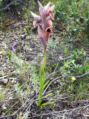 Serapias nurrica