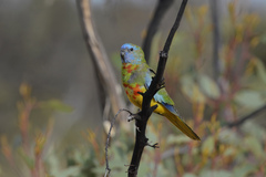 Scarlet-Chested Parrot photo 4