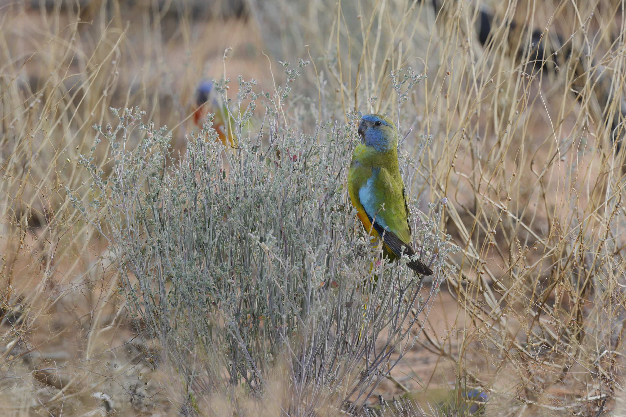 Scarlet-chested Parrot (Neophema splendida), photo 8