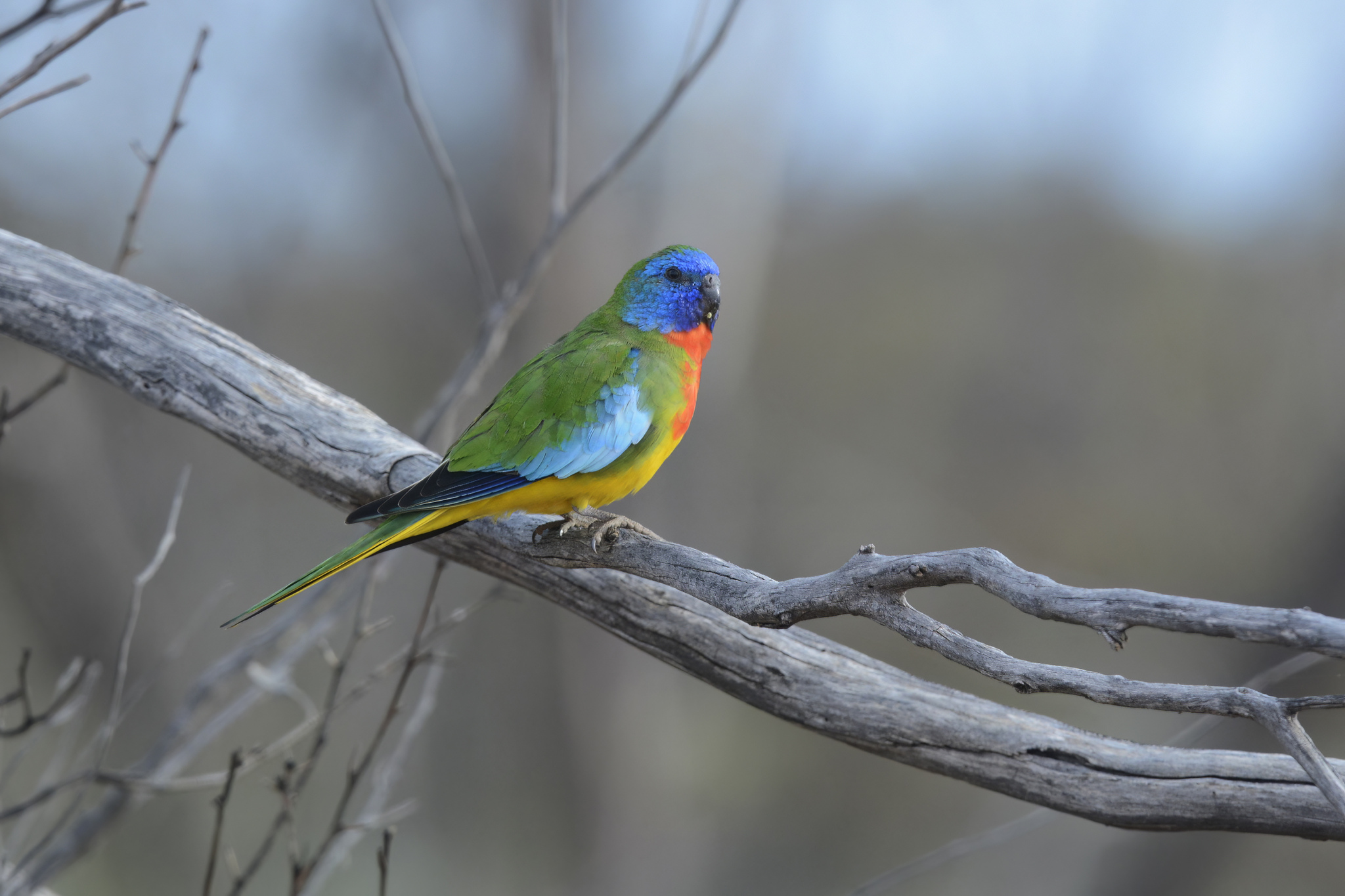 Scarlet-chested Parrot (Neophema splendida), photo 3