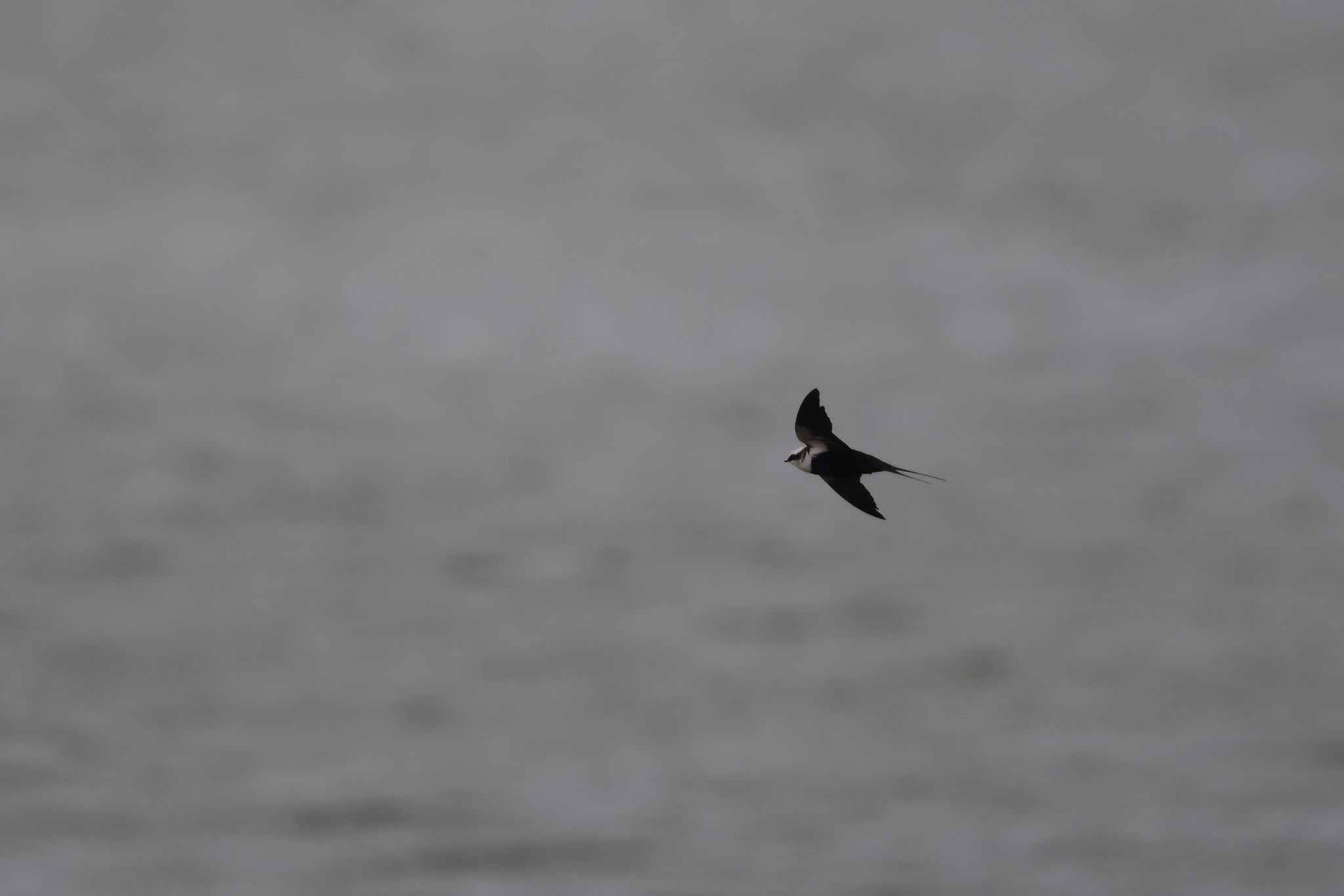 White-backed Swallow (Cheramoeca leucosterna), photo 9