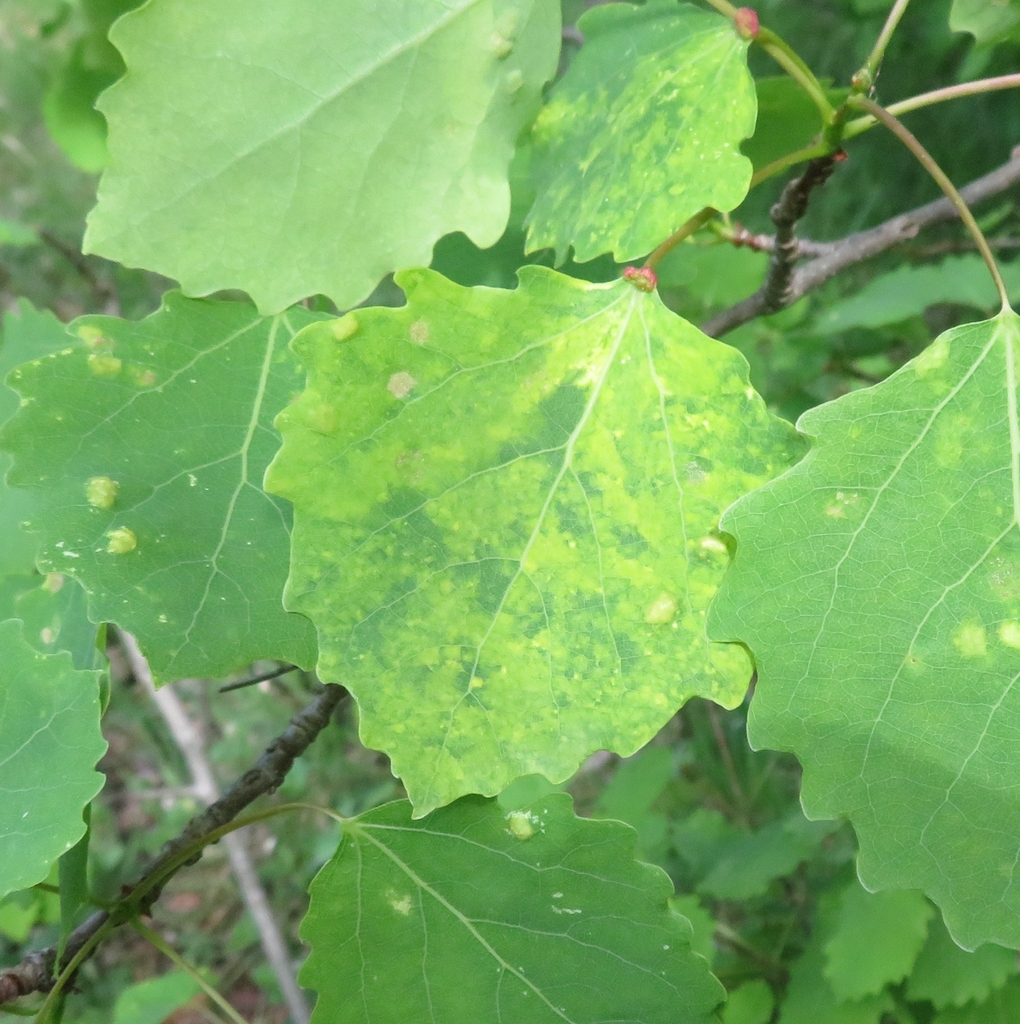 aspen mosaic-associated virus