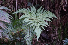 Dryopteris pacifica