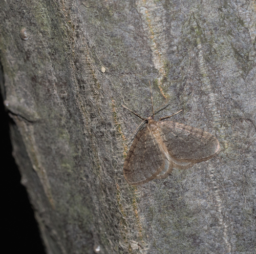 Winter moth
