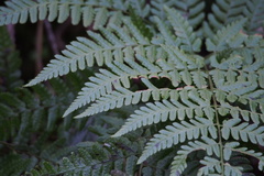Dryopteris pacifica