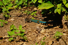 Rainbow Ameiva photo 2