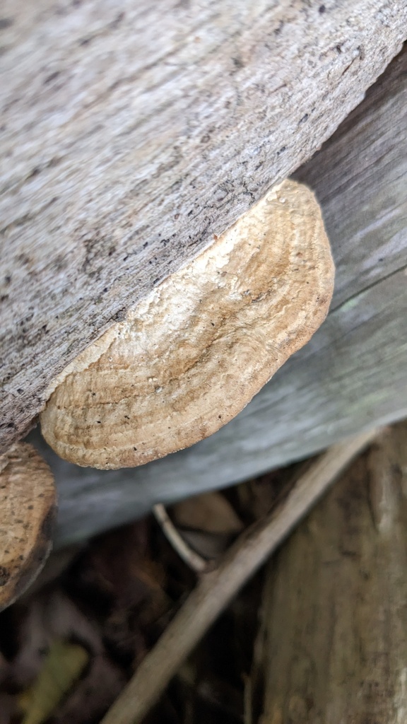 Fomitopsis dickinsii · May 2023 · photo: © atsushi_nakajima_cirque (iNaturalist, cc-by)