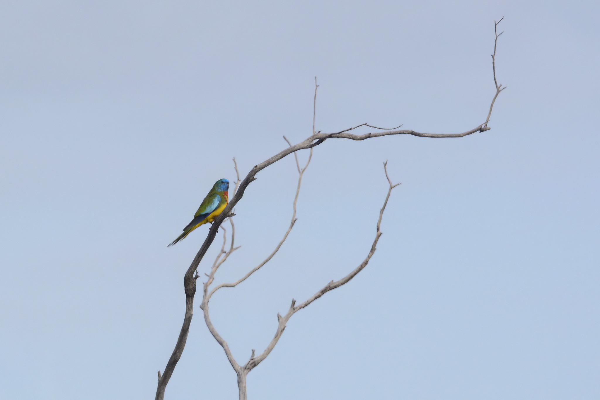 Scarlet-chested Parrot (Neophema splendida), photo 10