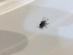 Anthomyia illocata