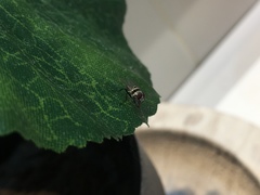Anthomyia illocata