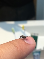 Anthomyia illocata