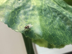 Anthomyia illocata