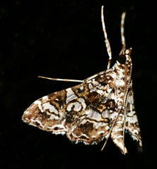 Sisyracera inabsconsalis