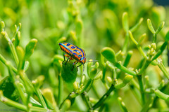 Calidea madagascariensis