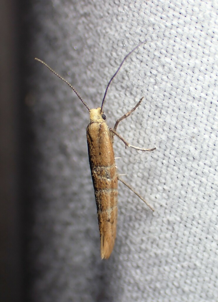 Euhyponomeutoides gracilariella