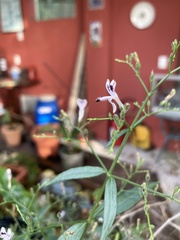 Kalmegh (Andrographis paniculata): Herkunft und Verwendung — Foto 2