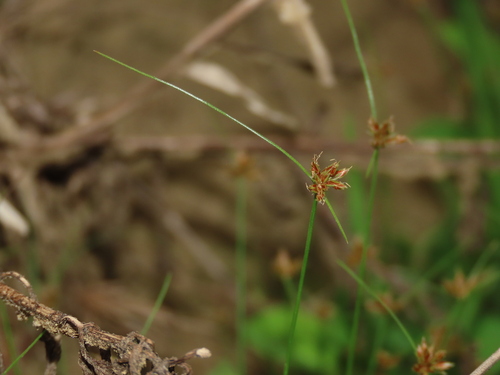 Image of Bulbostylis barbata by (c) chiuluan, some rights reserved (CC BY)