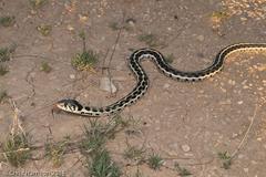 Thamnophis cyrtopsis ocellatus