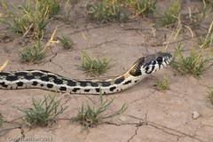 Thamnophis cyrtopsis ocellatus