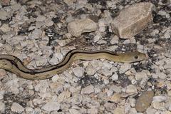 Bogertophis subocularis subocularis