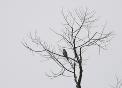 Microhierax latifrons