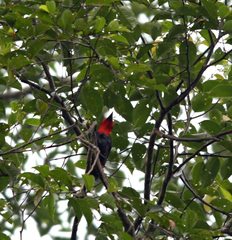 Pityriasis gymnocephala