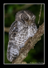 Megascops guatemalae