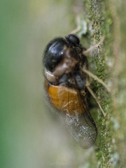 Pterodontia flavipes