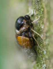 Pterodontia flavipes