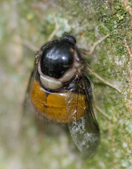 Pterodontia flavipes