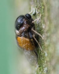 Pterodontia flavipes