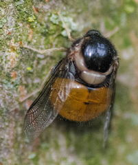 Pterodontia flavipes