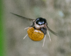 Pterodontia flavipes