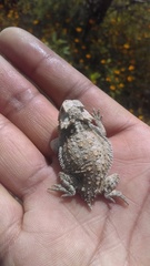 Phrynosoma taurus