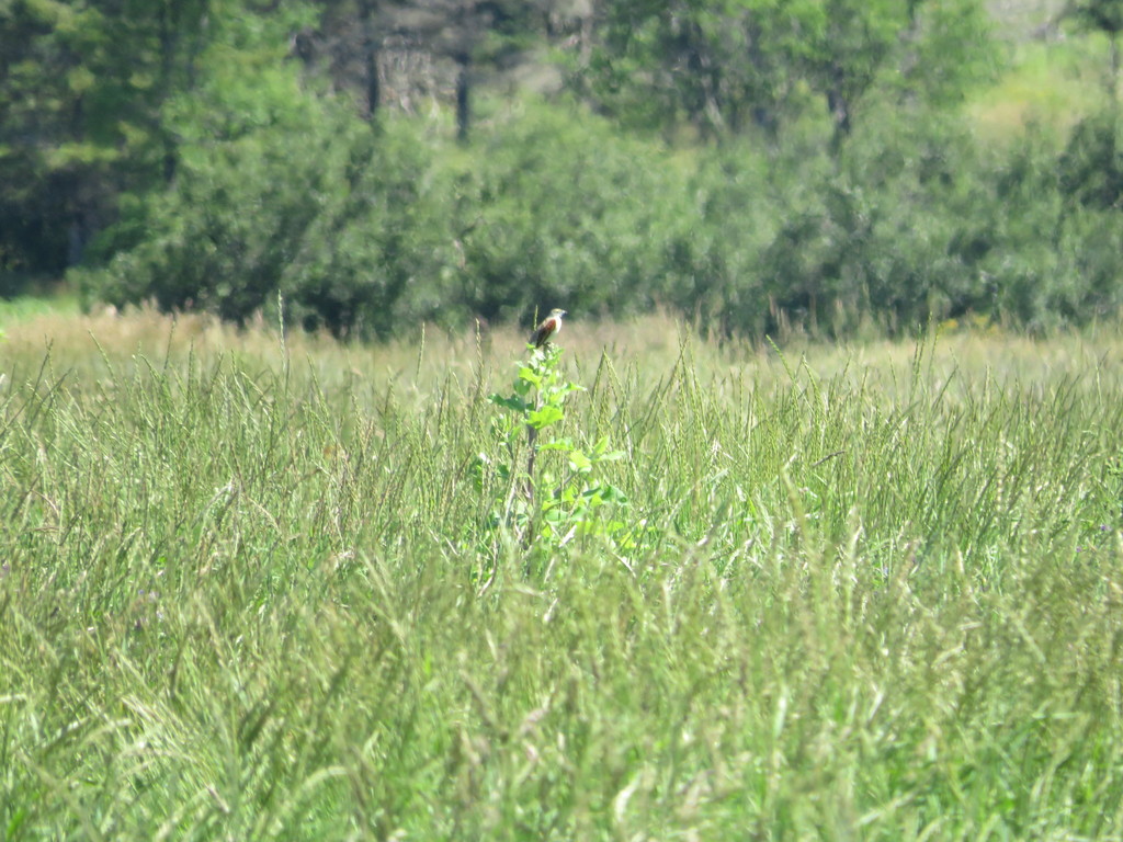 Dickcissel
