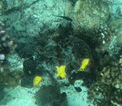 Aaptos suberitoides