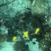 Aaptos suberitoides
